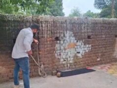 दिवाल के किनारे छिप कर बैठा 5 फीट का नाग, बाहर निकलते ही लोगों के उड़े होश, जितेंद्र सारथी ने किया रेस्क्यु