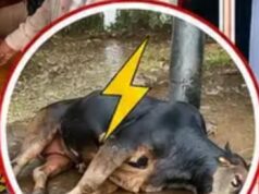 रतनपुर,बिजली पोल में उतरे करंट से गाय की मौत, स्थानीय लोगों में आक्रोश, रतनपुर वार्ड क्रमांक 6 बुधवारी पारा भेड़िमुड़ा क्रमांक 2 स्कूल मुख्य सडक क्षेत्र का मामला