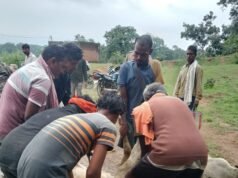 बोदा-चावलपानी रोड पर गौ तस्करी का मामला, पिकअप से 2 गाय मृत मिलीं, कई गायों का किया गया रेस्क्यू