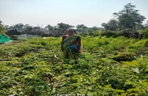 लक्ष्मी स्व सहायता समूह से जुड़कर आत्मनिर्भर बनीं गंगूबाई तलाण्डी