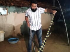 बीहड़ जंगल क्षेत्र के ग्रामीणों में बढ़ी सर्प संरक्षण के प्रति जागरूकता, 6 फीट लंबे अहिराज का सुरक्षित रेस्क्यू।