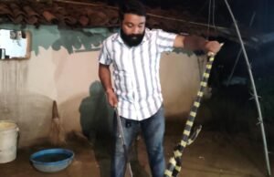 बीहड़ जंगल क्षेत्र के ग्रामीणों में बढ़ी सर्प संरक्षण के प्रति जागरूकता, 6 फीट लंबे अहिराज का सुरक्षित रेस्क्यू।