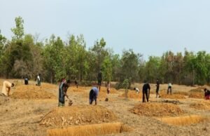 मनरेगा से संवरा निम्मलगुड़ा: 500 जल अवशोषण ट्रेंच ने बढ़ाया भू-जल स्तर, 1,801 मानव-दिवस का हुआ रोजगार सृजन