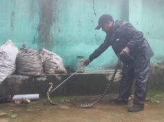 सबसे छोटे किंग कोबरा के रेस्क्यू ने बदली धारणा, कोरबा में हो रहा है ‘किंग कोबरा‘ का प्राकृतिक प्रजनन।