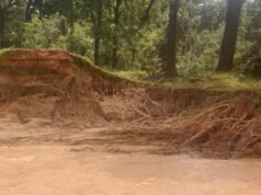 आमाकुंडी बांध टूटने से दर्जनों किसानों की फसल बर्बाद , फसल नुकसान से किसान परेशान , प्रशासन से नुकसान की भरपाई की मांग