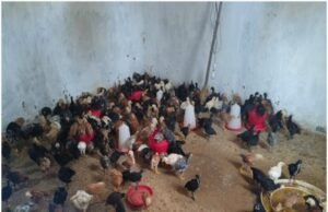 बचत से कारोबार तक, मंजू मड़े ने मुर्गी पालन से गढ़ी आत्मनिर्भरता की कहानी