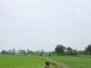एग्रीस्टेक परियोजना के तहत 703 गांवों में डिजिटल क्रॉप सर्वे शुरू