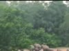 हाथियों के आने से दहशत में लोग, रातजगा करने को मजबूर ग्रामीण