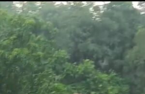 हाथियों के आने से दहशत में लोग, रातजगा करने को मजबूर ग्रामीण