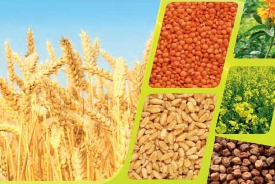 किसानों के लिए बड़ी सौगात: गेहूं की MSP में ₹25 की बढ़ोतरी, अब ₹2,610 प्रति क्विंटल; 5 अन्य रबी फसलों के दाम भी बढ़े