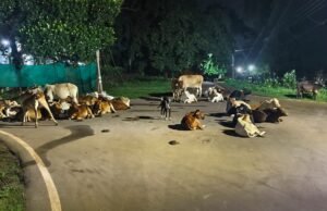 लाखों रुपए का काऊ कैचर होने के बावजूद निष्क्रिय, मुख्य नगर पालिका अधिकारी कुंभकरण की नींद में – जनमानस की मौत का कर रही इंतजार