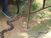 सतरेगा पर्यटन रिसॉर्ट के इलेक्ट्रिक सर्किट बोर्ड में किंग कोबरा घुस कर बैठा, जितेंद्र सारथी ने किया खतरनाक रेस्क्यु।