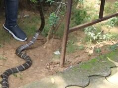 सतरेगा पर्यटन रिसॉर्ट के इलेक्ट्रिक सर्किट बोर्ड में किंग कोबरा घुस कर बैठा, जितेंद्र सारथी ने किया खतरनाक रेस्क्यु।