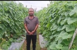 मल्चिंग तकनीक से खीरे की खेती में बढ़ा उत्पादन, किसान गोपाल कृष्ण पटेल ने कमाया 3.25 लाख रुपये का शुद्ध लाभ