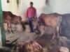 डेयरी उद्यमिता योजना से नवधा प्रसाद यादव बने आत्मनिर्भर, दूध व्यवसाय से प्राप्त कर रहे प्रतिमाह 60 हजार रुपये की आय