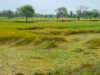 पहले सूखे की मार, अब आसमानी आफत: चक्रवात ‘अर्नब’ ने छीनी सारंगढ़-बिलाईगढ़ के किसानों की मुस्कान
