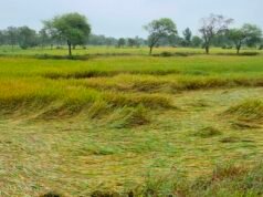 पहले सूखे की मार, अब आसमानी आफत: चक्रवात ‘अर्नब’ ने छीनी सारंगढ़-बिलाईगढ़ के किसानों की मुस्कान