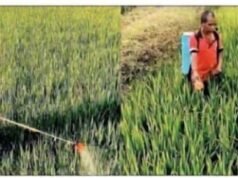 धान की बालियों पर भूरा माहो का हमला, महंगी दवाइयों के बावजूद नियंत्रण नहीं!