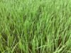 आगामी 02 दिनों में भारी बारिश की संभावना को देखते हुए किसानों हेतु सलाह