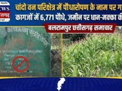 चांदो वन परिक्षेत्र में पौधारोपण के नाम पर गड़बड़ी का आरोप, कागजों में 6,771 पौधे, जमीन पर धान-मक्का की खेती!